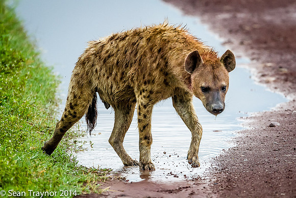 Tanzania-2014  Wildlife-163
