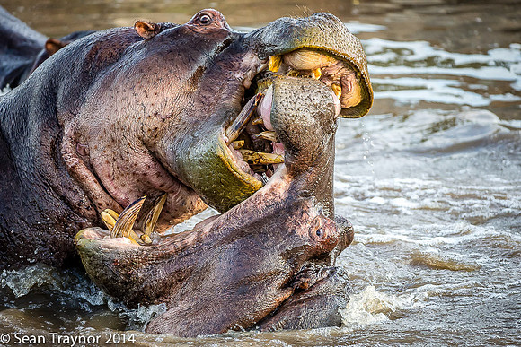 Tanzania-2014  Wildlife-158