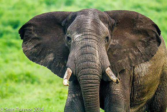 Tanzania-2014  Wildlife-115