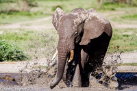 Tanzania-2014  Wildlife-108
