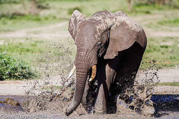 Tanzania-2014  Wildlife-108