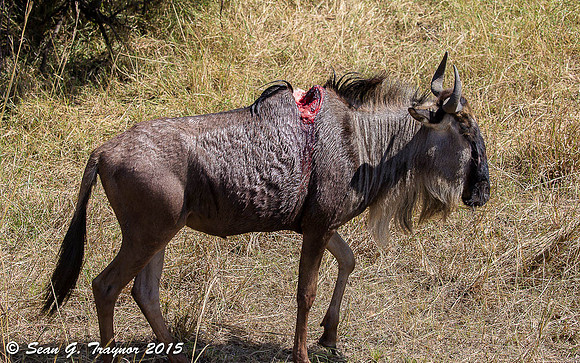 Mara River Wildebeest Crossing