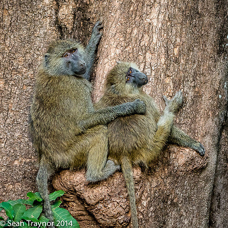 Tanzania-2014  Wildlife-151