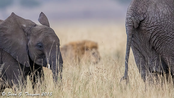 Serengeti Elephants