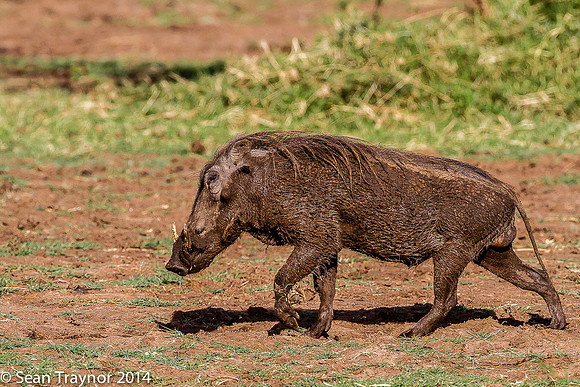 Tanzania-2014  Wildlife-148