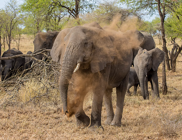 Serengeti Elephants