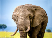 Tanzania-2014  Wildlife-113