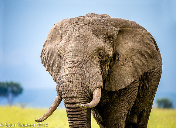 Tanzania-2014  Wildlife-113