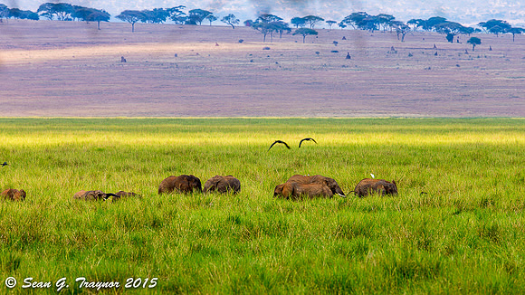 Serengeti Elephants