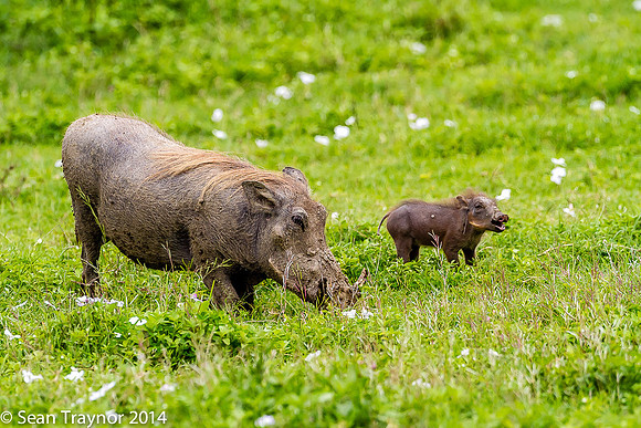 Tanzania-2014  Wildlife-173