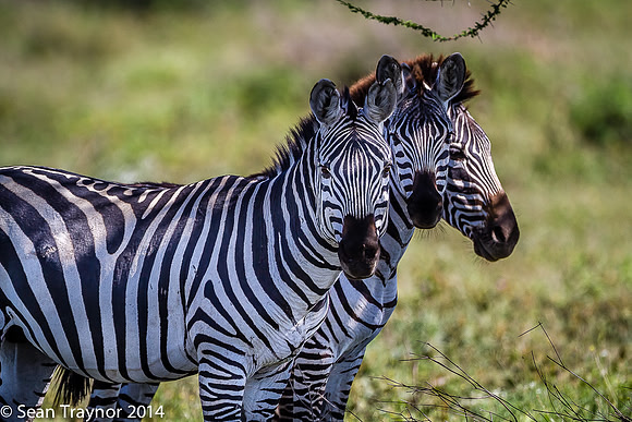Tanzania-2014  Wildlife-179