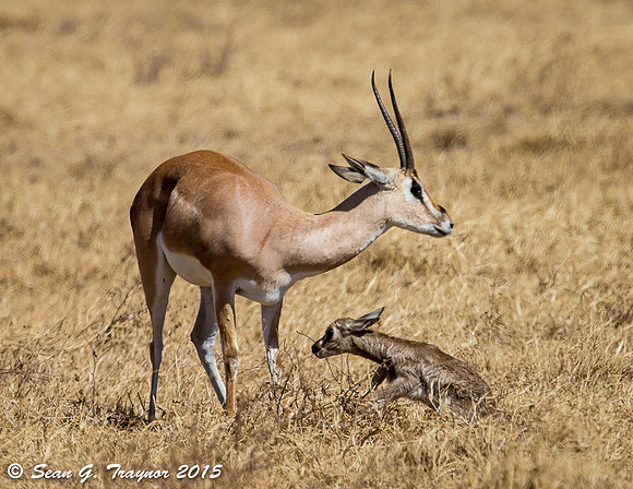Gazelle Newborn