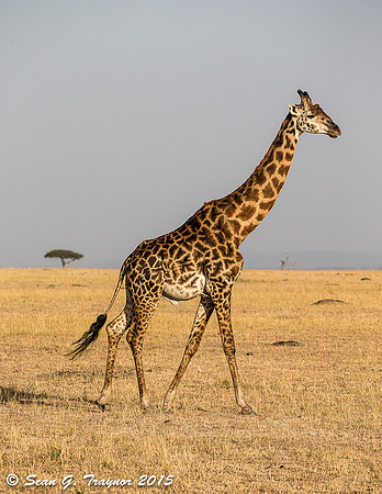 Serengeti Giraffe