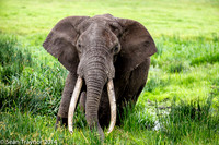 Tanzania-2014  Wildlife-119
