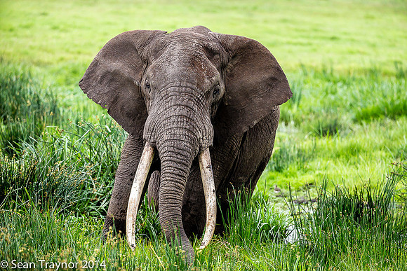 Tanzania-2014  Wildlife-119