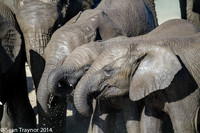 Tanzania-2014  Wildlife-103