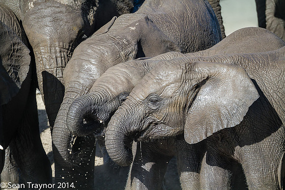 Tanzania-2014  Wildlife-103