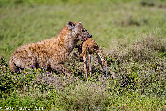 Tanzania-2014  Wildlife-134