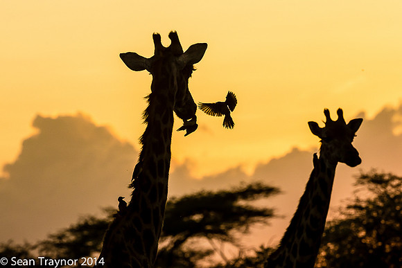 Tanzania-2014  Wildlife-131