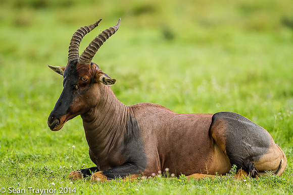 Tanzania-2014  Wildlife-186
