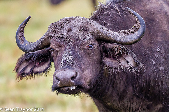 Tanzania-2014  Wildlife-153