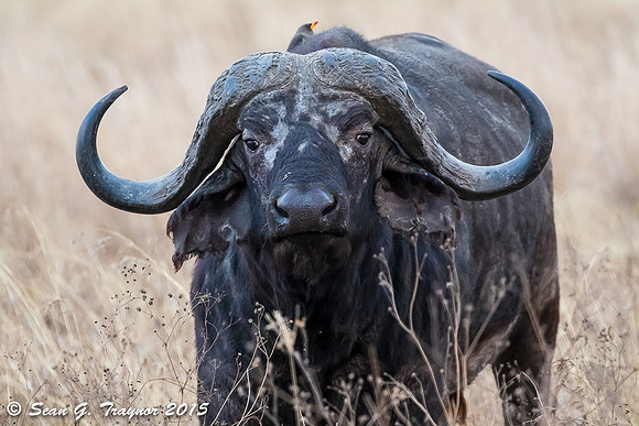Cape Buffalo