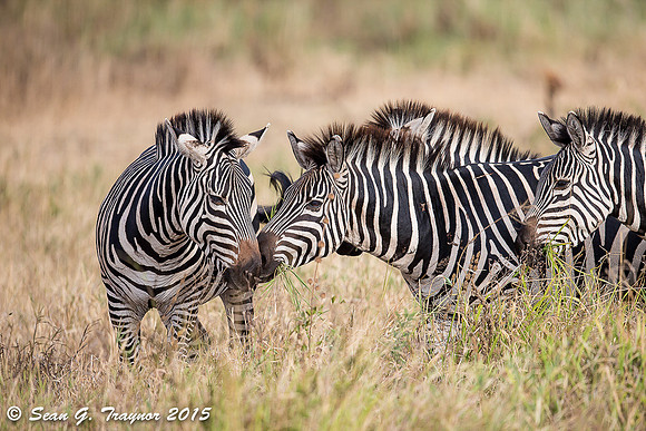 Zebras