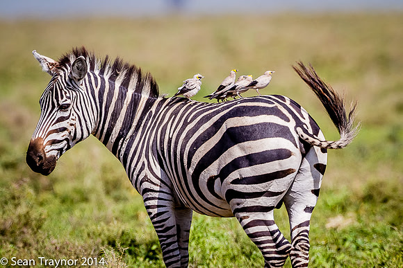 Tanzania-2014  Wildlife-180