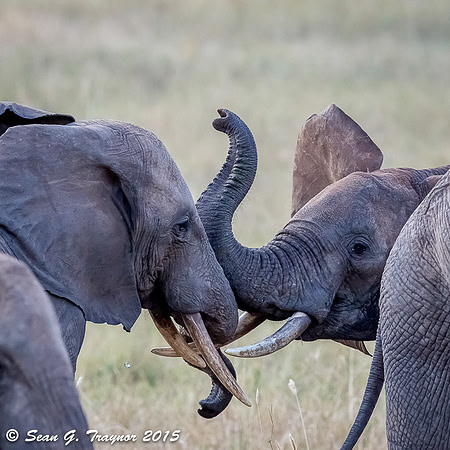 Serengeti Elephants