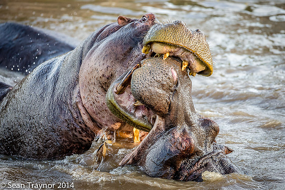 Tanzania-2014  Wildlife-159