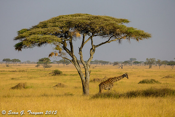 Serengeti Giraffe