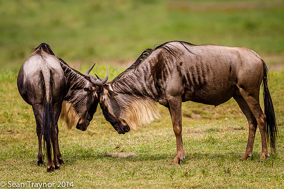 Tanzania-2014  Wildlife-178