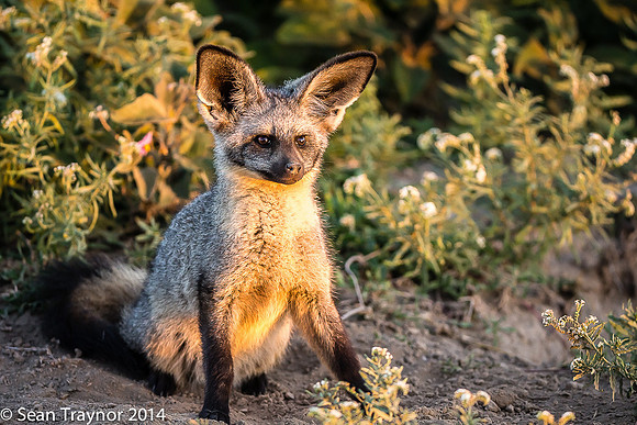 Tanzania-2014  Wildlife-152
