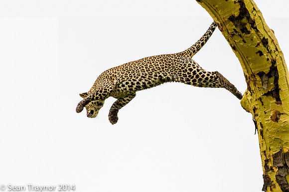 2014 Tanzania Leopards-124