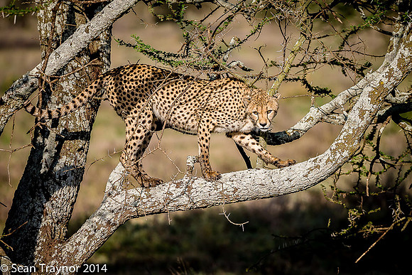 Tanzania-2014  The Cats-110