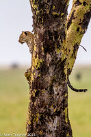 2014 Tanzania Leopards-116