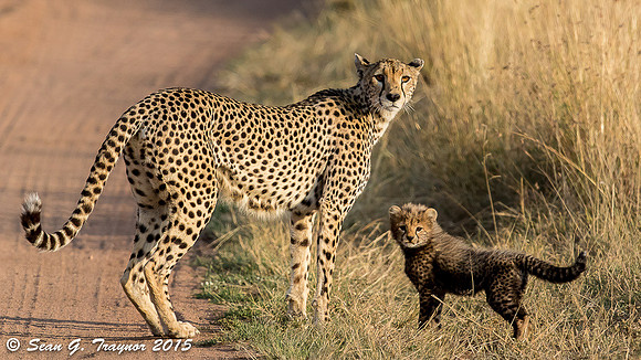 Serengeti Cheetahs