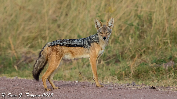 Black-backed Jackal