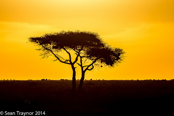 Tanzania-2014  Wildlife-143