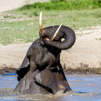 Tanzania - Wildlife
