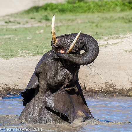 Tanzania-2014  Wildlife-101