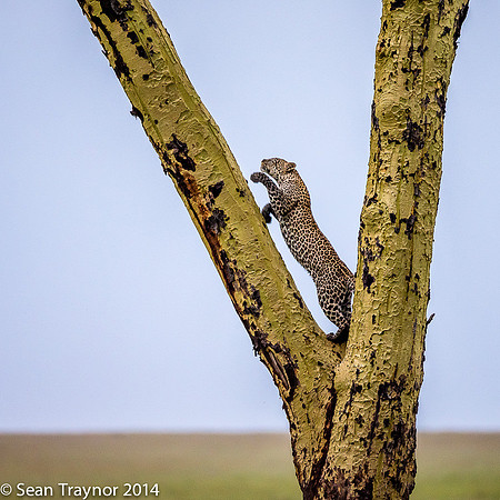 2014 Tanzania Leopards-118