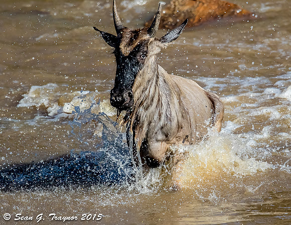 Mara River Wildebeest Crossing