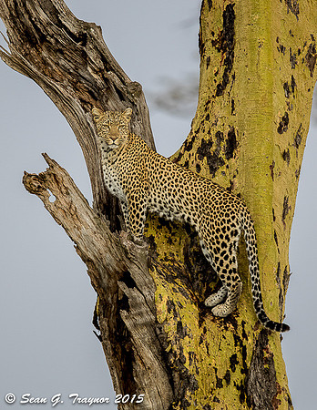 Serengeti Leopards