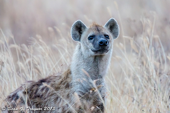 Hyena