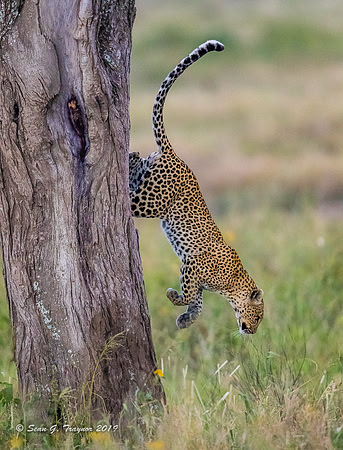 Leopards of the Serengeti