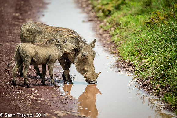 Tanzania-2014  Wildlife-172