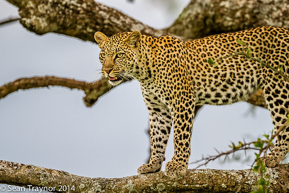 2014 Tanzania Leopards-139
