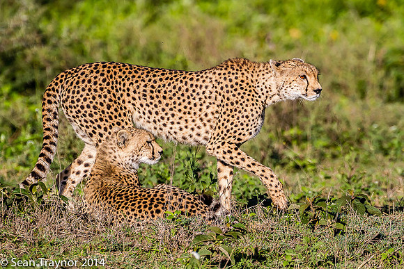Tanzania Lions