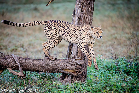 Tanzania-2014  The Cats-109